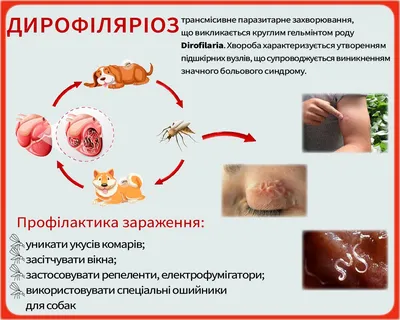 Дирофиляриоз в Астраханской области: современное состояние проблемы – тема  научной статьи по прочим медицинским наукам читайте бесплатно текст  научно-исследовательской работы в электронной библиотеке КиберЛенинка