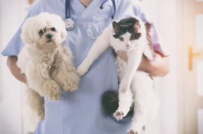 Чем блохи и клещи заражают собак - статьи о ветеринарии «Свой Доктор»