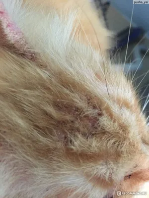 Ушной клещ у кошек, как бороться с паразитом