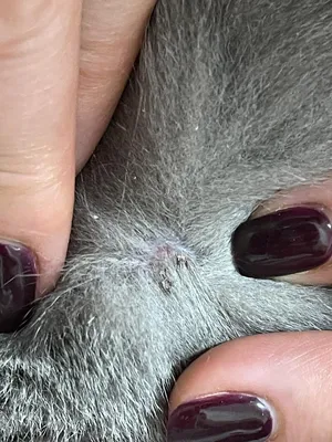 Подкожный клещ у кошек: диагностика и лечение - Кошки обзор на Gomeovet