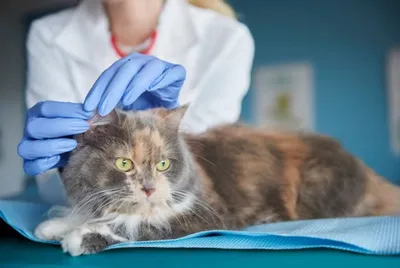 Подкожный клещ у кошек — иное его название “демодекоз” — практически ничем  не отличается от человеческого заболевания. Это заболевание… | Instagram