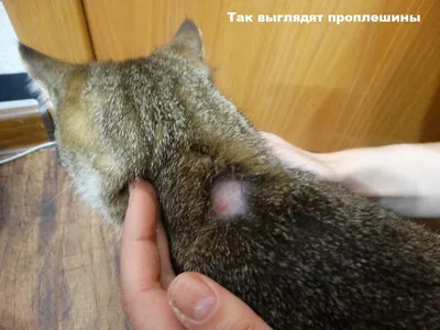 Подкожный клещ у кошек | Givotniymir.ru | Дзен