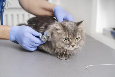 Клещ у кошки: симптомы укуса, лечение и профилактика | FriendForPet