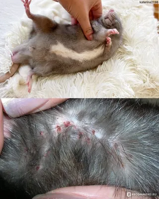 Подкожные клещи у кошки (Демодекоз). Причины, симптомы и лечение - УниВет