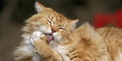 БРИТАНСКИЕ кошки, коты, котята - всем сюда! ) - Форум onliner.by