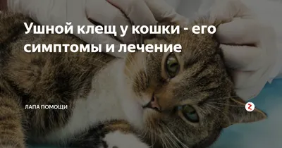 VolgaVolga : Кошка и 2 котят- И у Сары нашлись хозяева! : О животных