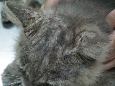 Подкожный клещ у кошки: симптомы, лечение, профилактика