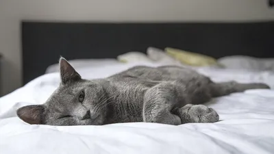 Красная чесотка: чем лечить подкожный клещ у кошек | Hill's