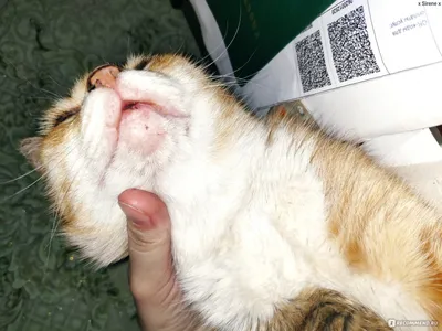 Ушной клещ у кошки - его симптомы и лечение | Лапа помощи | Дзен