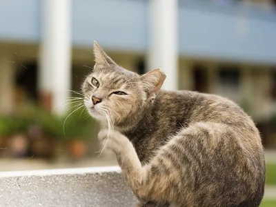 Лечение заболеваний кожи PharmBiMed Аверсектиновая мазь 0,05% -  «Аверсектиновая мазь от ушных и подкожных клещей для кошки помогла, но  больше не куплю.» | отзывы