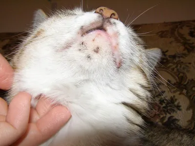 Как лечить подкожный клещ у кошек - «Айболит Плюс» - сеть ветеринарных  клиник