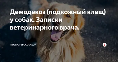 Это лечится! У собаки на фото - подкожный клещ (демодекоз). Кроме того, что  больная собака становится изгоем среди людей из-за своего… | Instagram