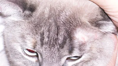 Демодекоз: подкожный клещ у кошек - Бравекто