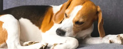 Пододерматит у собак, лечение, фото - Чем лечить шишки на лапах у собаки  между пальцев