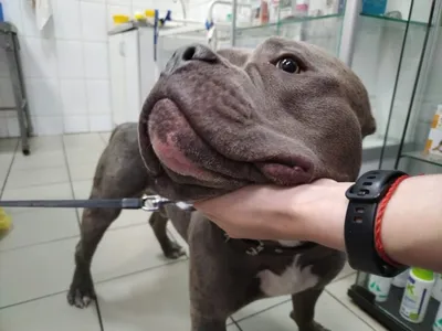 Межпальцевый, анальный фурункулёз у собак: лечение в ветеринарной клинике  Живаго