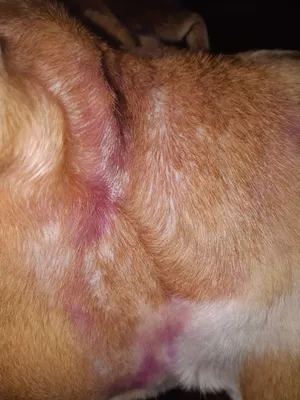 Межпальцевый дерматит у собак - «Айболит Плюс» - сеть ветеринарных клиник