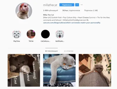 Кошки, в которых стоит подписаться в Instagram