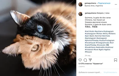 😄😄😄самые смешные и озорные коты 🐈 Подписывайся 👉 @insta_pussies ⠀  Ставь уведомления о новых постах🔔 ⠀ #кот #коты #котики #кошка #прикол… |  Instagram