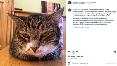 Бритни Спирс запостила в Instagram кота Степана. Новости Харькова | РЕДПОСТ