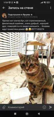 У кошки рэпера Басты появился аккаунт в Instagram