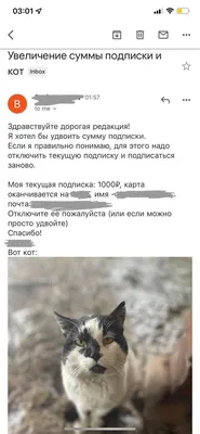 Пропал кот Буч, ул. Энтузиастов, 13 | Pet911.ru