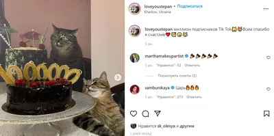 SMM продвижения в Инстаграмме и ВК группы питомника Коты и кошки Мейн Кун