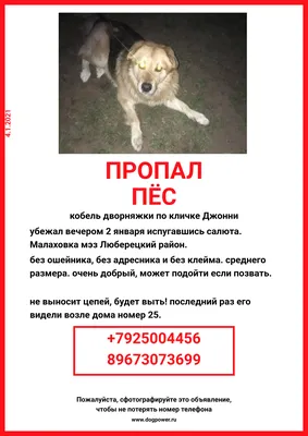 Помогите найти собаку | Пикабу