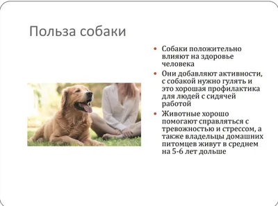 Чем полезна собака в доме: факты и приметы | Ирина Корнилова | Дзен