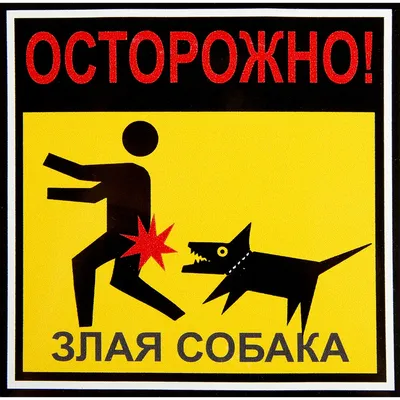 Выгул собак в Санкт-Петербурге недорого: цены, описание сервиса, заказ  услуги