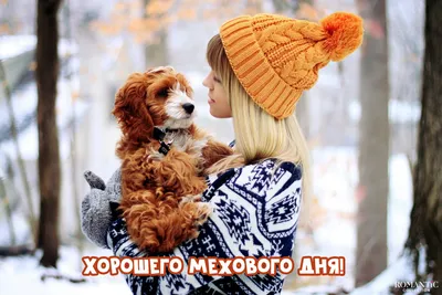 Прикольные подписи к фото с собакой в соц. сетях – обсуждение в сообществе  «Домашние животные»