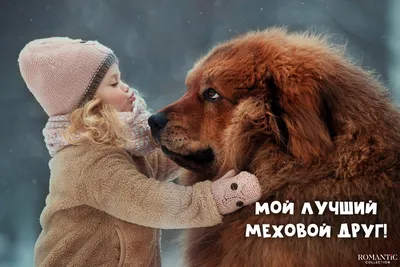 Прикольные подписи к фото с собакой в соц. сетях – обсуждение в сообществе  «Домашние животные»