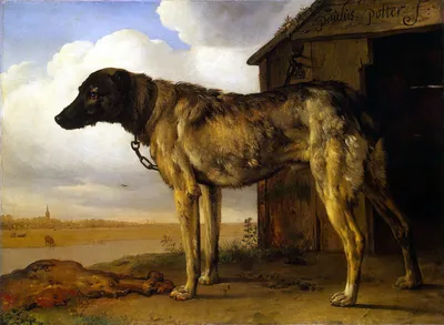 Вельштерьер собака: фото, характер, описание породы