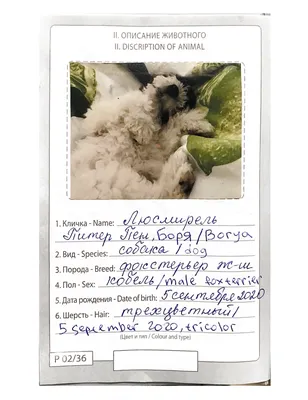Фейк: Спасающиеся собаки на фотографии — из подтопленных районов Херсонской  области | StopFake