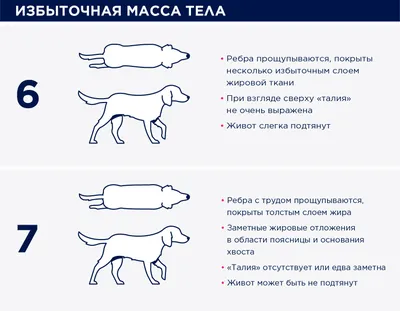 Енотовидная собака: описание, как выглядит, где обитает