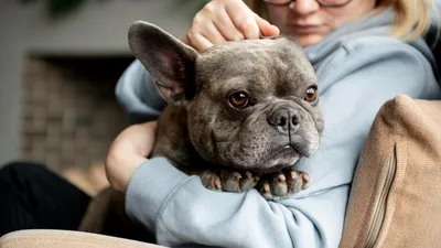 10 самых милых блогов в Instagram о собаках