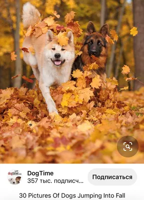 Универсальные идеи для фотосессии с собакой в осеннем лесу (30 мотивов  (даже если у вас собака сложного окраса как у меня) | Оксана Усик | Дзен
