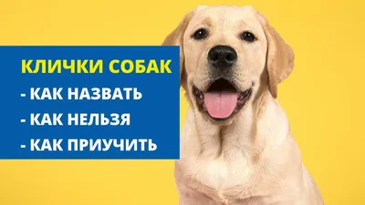 Карликовая такса собака: фото, характер, описание породы