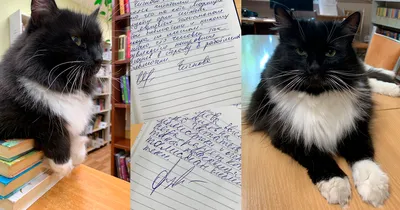 В Зеленоградске по доносу уволили кота. Теперь жители собирают подписи в  его защиту – Sota Vision