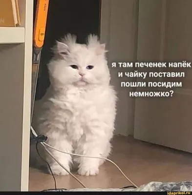 Жизненные мемы с котами на день. Найдется под любую ситуацию! | Krutye  puski | блог котов и их человеков | Дзен