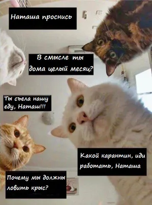 Когда ты на работу пойдёшь?»: мемы про котов, которые устали от хозяев,  сидящих дома | Haip.info | Дзен