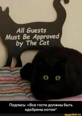 АЙ Ве Бу Са Подпись: \"Все гости должны быть одобрены котом\" - Подпись: «Все  гости должны быть одобрены котом\" - АйДаПрикол | Мемы, Кот, Марки