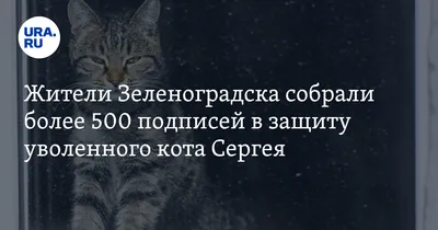 Тело кота обнаружили в снегу в восьми километрах от кировского вокзала. По  словам нашедших его людей / Россия :: страны :: все плохо :: кот Твикс ::  котэ (прикольные картинки с кошками) /