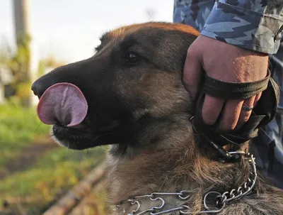 Пограничные собаки фото фотографии