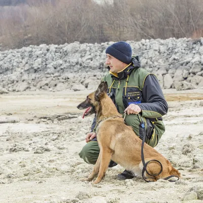 Овчарка Жом из Забайкалья признана лучшей пограничной собакой - Российская  газета