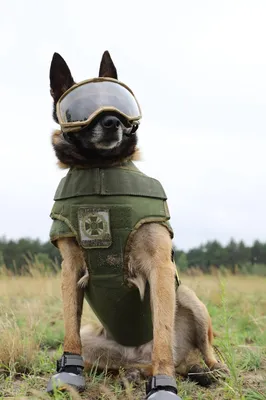 Бронежилеты, намордники и поводки: служебные собаки пограничников получили  в подарок новую экипировку (фото) | Новости Одессы