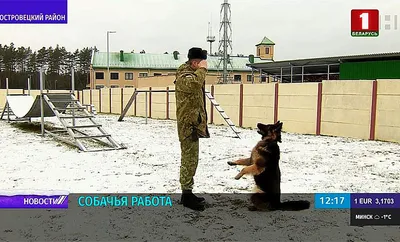 Литовские пограничники натравили собаку на мигрантов из Беларуси | Шарий.net