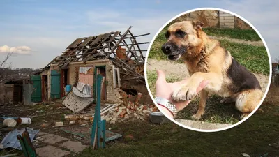 Собаки на войне - украинские собаки-пограничники получили бронежилеты -  фото - ZN.ua