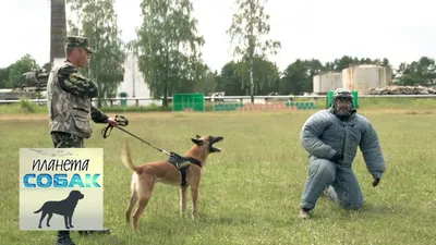 Собаки пограничников впервые примут участие в параде ко Дню Независимости |  Украинская правда