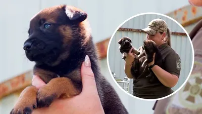 Украинские собаки-пограничники получили новую амуницию