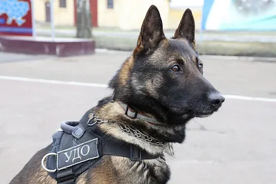 Собака выжила благодаря пограничникам в Донецкой области - детали, видео |  Новости РБК Украина